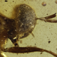 Image for article titled This Exquisitely-Preserved 100 Million-Year-Old Fly Is Just Ridiculous